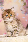 Highlander Kitten