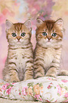 British Shorthair and Highlander Kitten