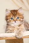 Highlander Kitten