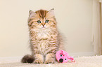 Highlander Kitten