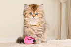 Highlander Kitten