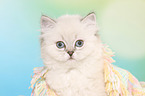 Highlander Kitten