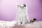 Highlander Kitten