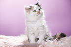 Highlander Kitten