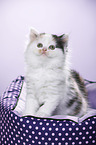 Highlander Kitten