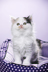 Highlander Kitten