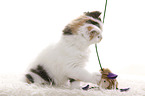 Highlander Kitten