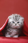 Highlander Kitten