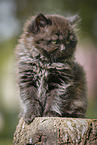 sitting Highlander Kitten