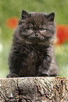 sitting Highlander Kitten