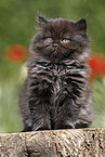 sitting Highlander Kitten