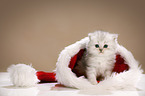 Highlander kitten with santa hat
