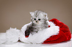 Highlander kitten with santa hat