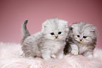 Highlander kittens