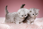 Highlander kittens