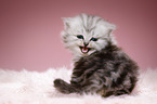 mewing Highlander kitten