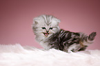 mewing Highlander kitten