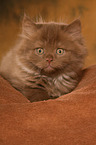Highlander Kitten