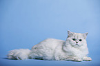lying Highlander tomcat