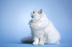 sitting Highlander tomcat