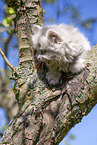 British Longhair Kitten