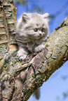 British Longhair Kitten