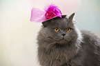 British Longhair Portrait