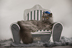 British longhair lies on cat sofa