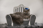 British longhair lies on cat sofa