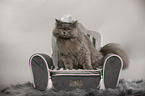 sitting British Longhair Cat