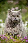 sitting British Longhair Cat