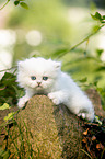 British longhair kitten lies on stone