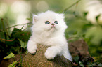 British longhair kitten lies on stone