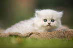 lying British longhair kitten