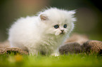 standing British longhair kitten