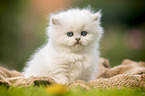 sitting British longhair kitten