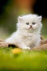 sitting British longhair kitten