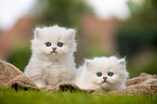 two British Longhair Kittens