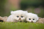 two British Longhair Kittens