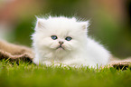 lying British longhair kitten