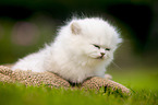 lying British longhair kitten