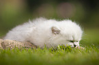 lying British longhair kitten