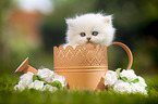 British longhair kitten