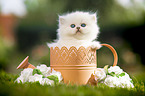 British longhair kitten