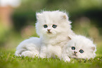 two British Longhair Kittens