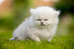 sitting British longhair kitten