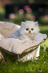 British long-haired kitten in the cat bed