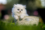 British long-haired kitten in a basket