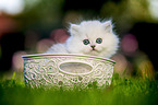 British long-haired kitten in a basket