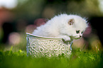 British long-haired kitten in a basket